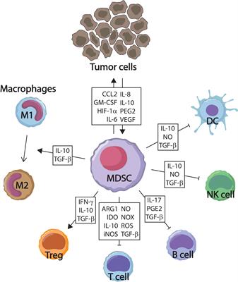 The effects of dendritic cell-based vaccines in the tumor microenvironment: Impact on myeloid-derived suppressor cells